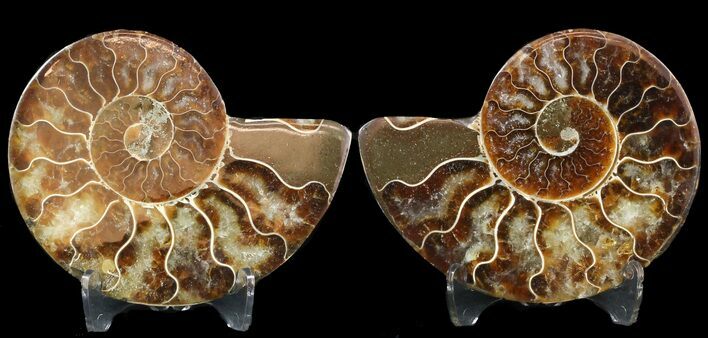 Sliced Fossil Ammonite Pair - Agatized #46512
